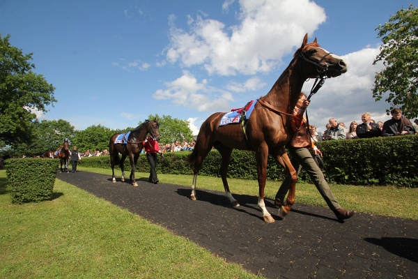 Bult VGH2011   092.jpg